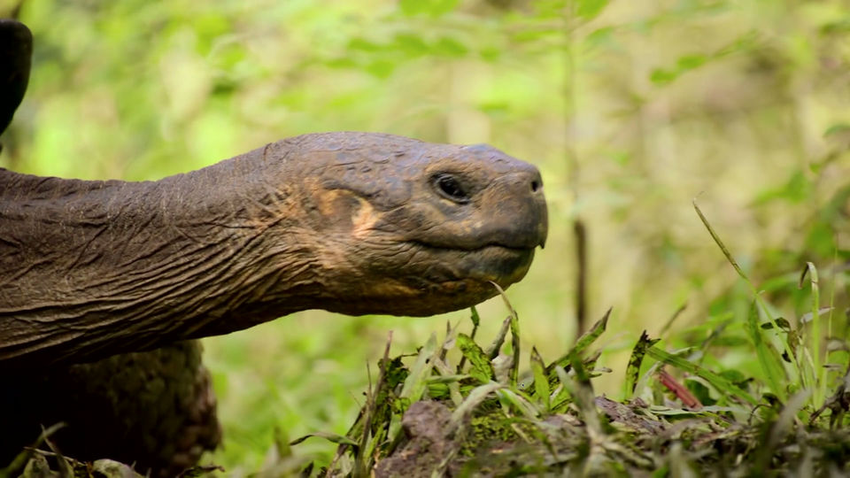 secret_lives_-_galapagos_tortoises (1080p)